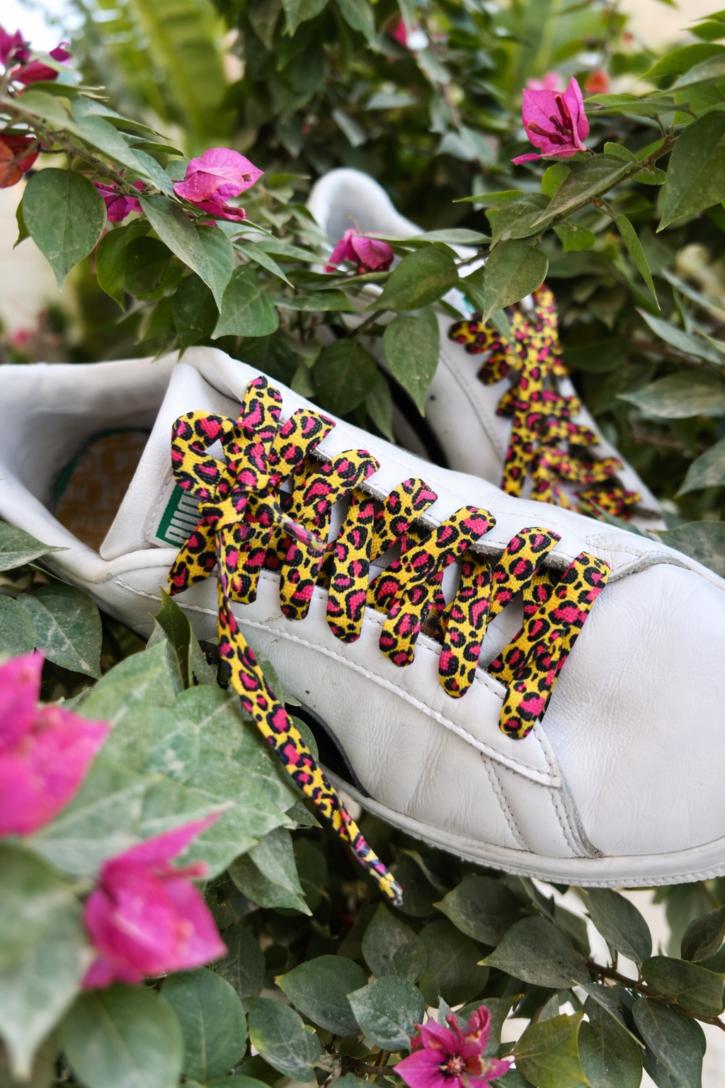 Jungle Pop Shoe Laces
